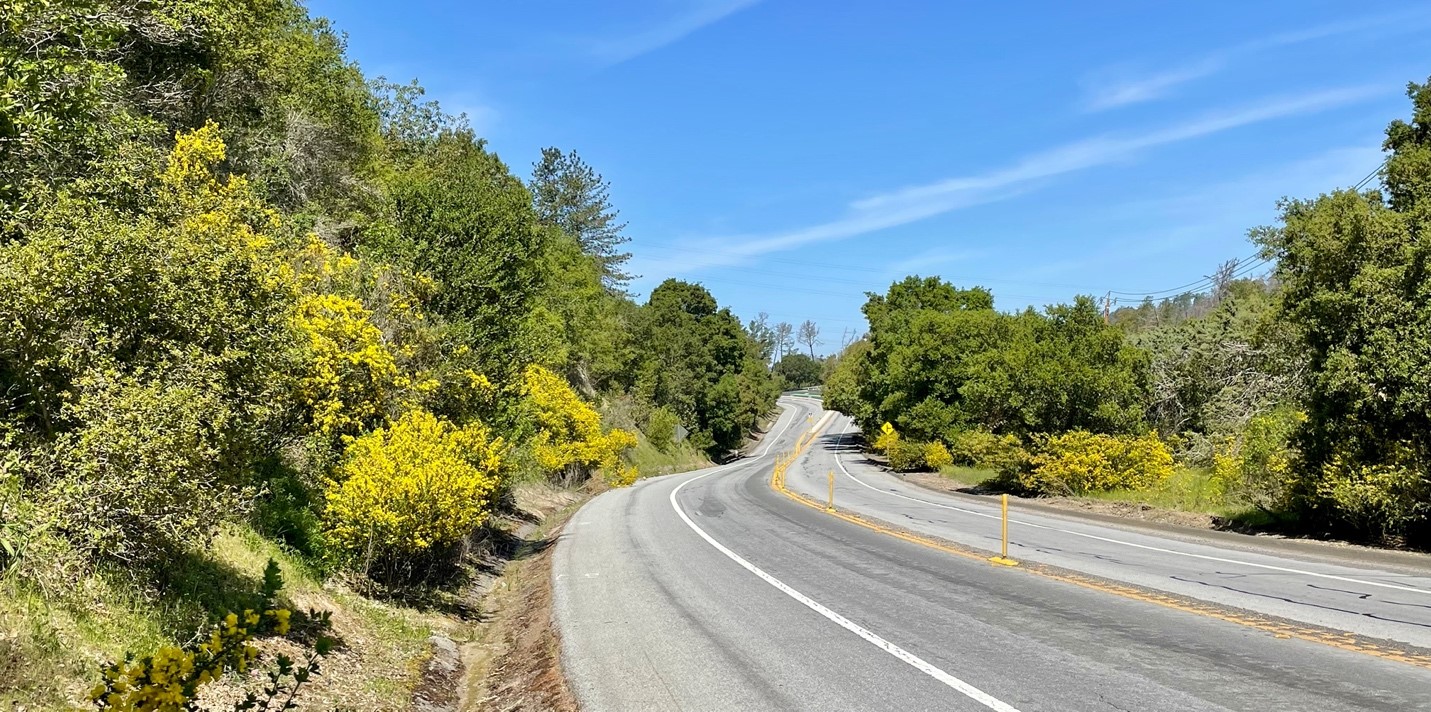 Broom encroaching along San Pablo Dam Road near Orinda